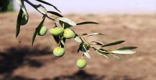 Zeytin Sineği Zararlısına İncir Ağaçlı Koruma