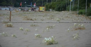 Ege Sahillerinin Süsü Kum Zambağı