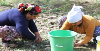 Ayvalıkta Zeytin Üreticisinin Hasat Coşkusu