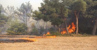 İzmirdeki Orman Yangınını Söndürme Çalışmaları Sürüyor