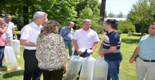 Denizlide Göl Ve Göletlere 125 Bin Yavru Sazan Balığı Bırakıldı