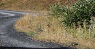 Nesli Tükenmek Üzere Olan Vaşak Tuncelide Görüntülendi