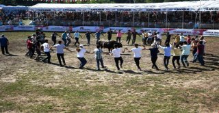 Araba Fiyatına Boğalar Artvin Festivalinde Sahneye Çıktılar