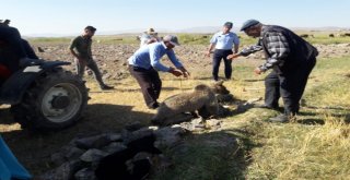 Yiyecek Arayan Yavru Ayının Kafası Tenekeye Sıkıştı