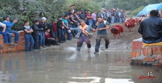 ‘Yünüm Büğet Renkli Görüntüler Oluşturdu