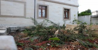 Cemaat Namazdayken Cami Avlusundaki Çam Ağaçlarını Kesip Çaldılar