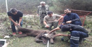 İşçileri Kovalayan Hasta Ayı Gökçebeyde Tedavi Edilecek