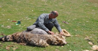 Muşta Koyunlar Kırkılıyor