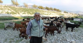 Suyu Çekilen Asi Nehri Küçükbaş Hayvanların Mekanı Oldu