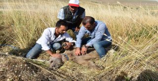 Köylülerin Bulduğu Bozayı Tedavi Altına Alındı