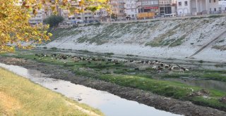 Suyu Çekilen Asi Nehri Küçükbaş Hayvanların Mekanı Oldu