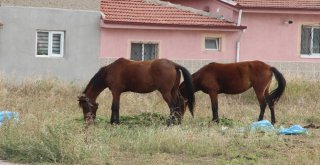 Ata Çarpan Bu Araçtan Sağ Çıktı