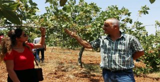 Siirtte Fıstık Üreticisinin Yüzü Gülüyor