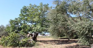 Zeytin Sineği Zararlısına İncir Ağaçlı Koruma