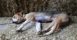 Göğsü Keskin Cisimle Yarılmış Halde Bulunan Köpek Tedavi Altına Alındı