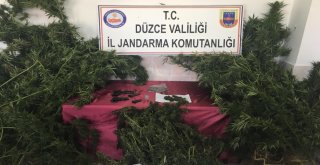 Düzcede Uyuşturucu Operasyonu: 2 Tutuklu