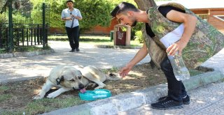 Kavurucu Sıcaklarda Hayvanların İmdadına Ekipler Yetişti