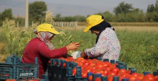 Fırsatçılar Domatese De Salça Oldu