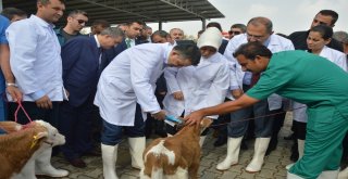 Bakan Pakdemirliden Müjde: Yerli Karkas Et Fiyatları 29 Tlden Alınacak