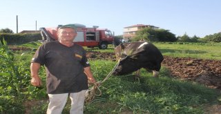 Sahibinden Kaçan Kurbanlık İnek Gübre Yığınına Saplandı