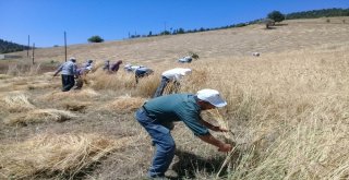 Ata Yadigarı Ellik Ve Orakla Ekin Biçiyorlar