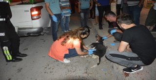 Vicdansız Sürücü Köpeğe Çarpıp Kaçtı!