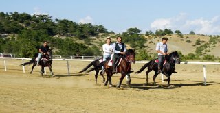 Taşköprüde Düzenlenen At Yarışları Nefesleri Kesti