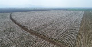 Çukurovada ‘Beyaz Altın Eski Günlerine Dönüyor