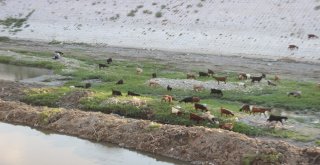 Suyu Çekilen Asi Nehri Küçükbaş Hayvanların Mekanı Oldu