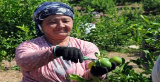 Başkandan Cezeryeli İhracatlık Limon Kesimi