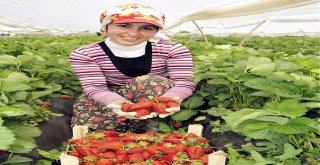 Aydında Çilek Fideleri Toprakla Buluşmaya Başladı