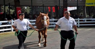 Lüks Daire Fiyatına Taylar Kapışıldı