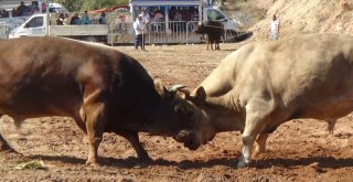 Aydında Boğa Güreşleri Sezonu Başladı