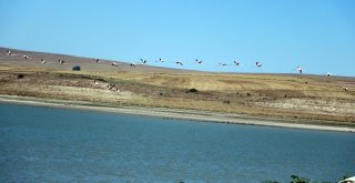 Flamingolar Beslenmek İçin Yozgattaki Gelingüllü Barajına Geldi