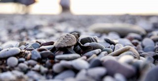 CARETTA CARETTA YAVRULARI DENİZLE BULUŞTU