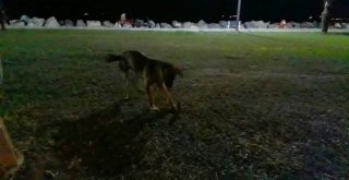 Köpekle Farenin Kavgasında Kazanan Fare Oldu