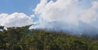 Uşakta Orman Yangını