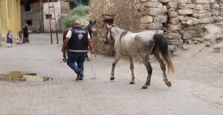 Siirt Kent Merkezinde Bulunan Ahırlar Mühürlendi