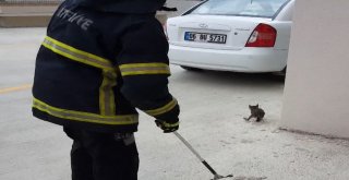 Asansör Boşluğuna Düşen Kediyi İtfaiye Kurtardı