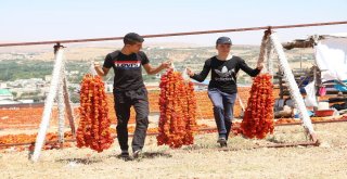 Biber Üreticilerinin Yüzü Sıcak İle Güldü