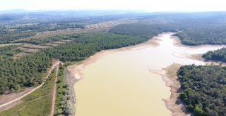 Sinopta Onlarca Yelkovan Kuşu Telef Oldu