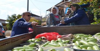 İznikte Üretilen Kabaklar Yurt Dışına İhraç Ediliyor