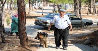 Ampute Köpekler Bu Merkezde Hayata Bağlanıyor