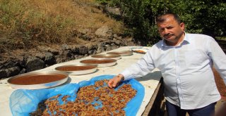 En İyi Pekmez Ve Reçellerin Sırrı: Güneş Işığı