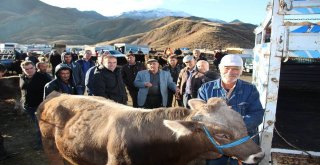 Oltu Canlı Hayvan Pazarında Yaprak Kımıldamadı