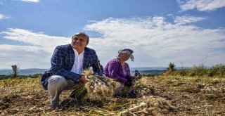 Başkan Arslan, Sarımsak Tarlasını Ziyaret Etti