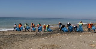 Akdenizde Caretta Caretta Yuvalarının Çevresi Temizlendi