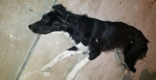 Gaziantepte Köpek Vahşeti