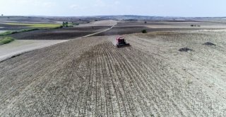 Trakyanın “Sarı Gelini”Nde Hasat Başladı