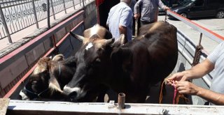 Sarı Öküzümü Aldılar Dedi, 12 Kişilik Çeteyi Çökertti